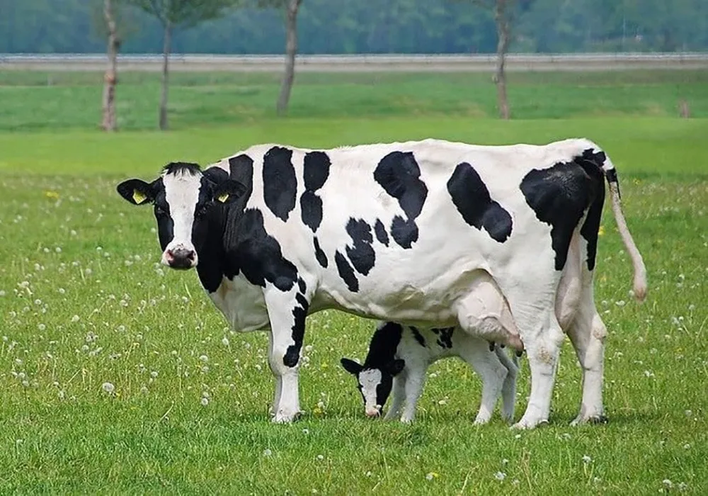 Webová aplikace pro zpracování DNA